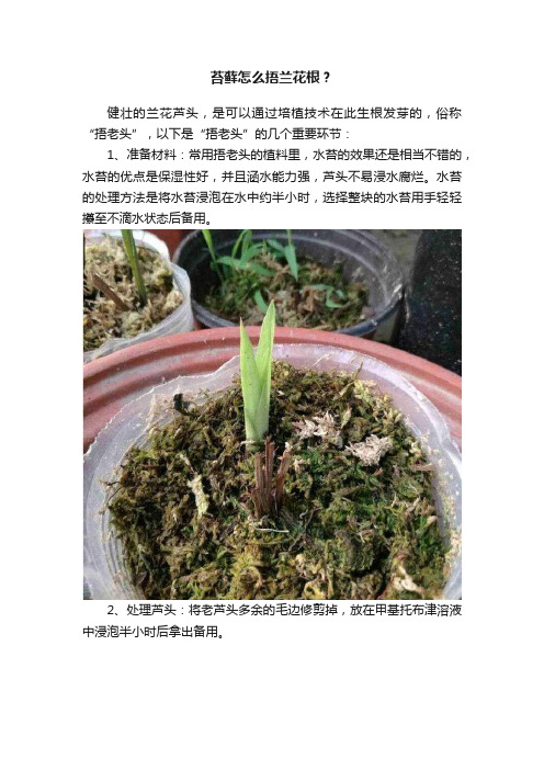 苔藓怎么捂兰花根？