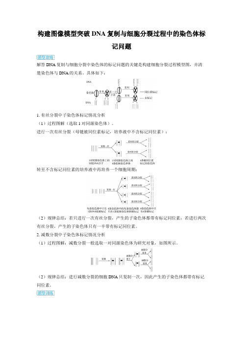 2025年高中生物高考精品备课教案：构建图像模型突破DNA复制与细胞分裂过程中的