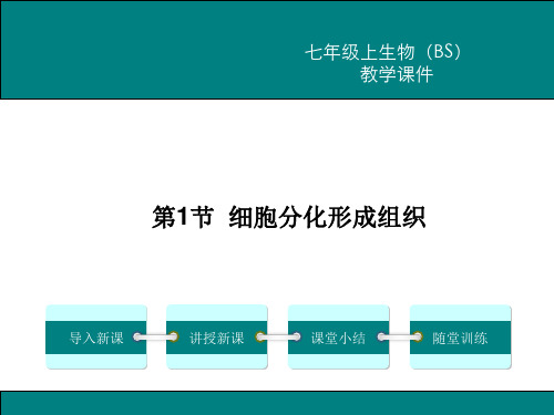 北师大版七年级生物上册第4章  生物体的结构层次 课件