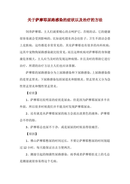 关于萨摩耶尿路感染的症状以及治疗的方法