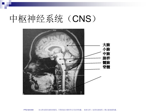 最新人脑和脑血管解剖分析-PPT文档