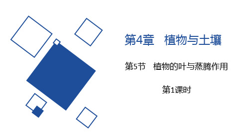 浙教版八年级下册科学《植物的叶与蒸腾作用》说课教学课件