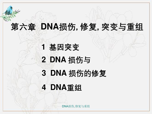 DNA损伤,修复与重组