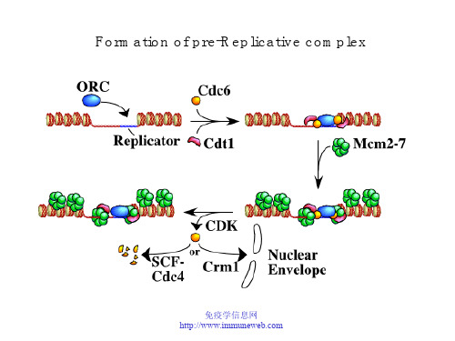 哈佛大学分子生物学讲义Replication3A