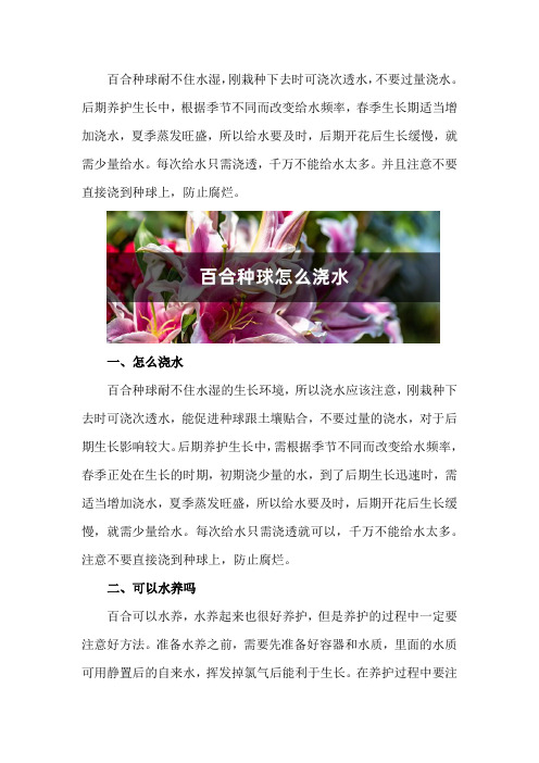 百合种球怎么浇水,百合可以水养吗