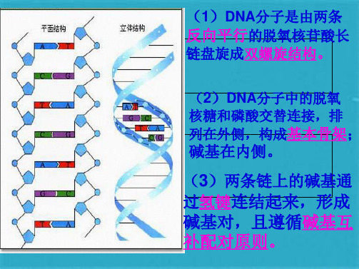 DNA复制PPT(共38张PPT)