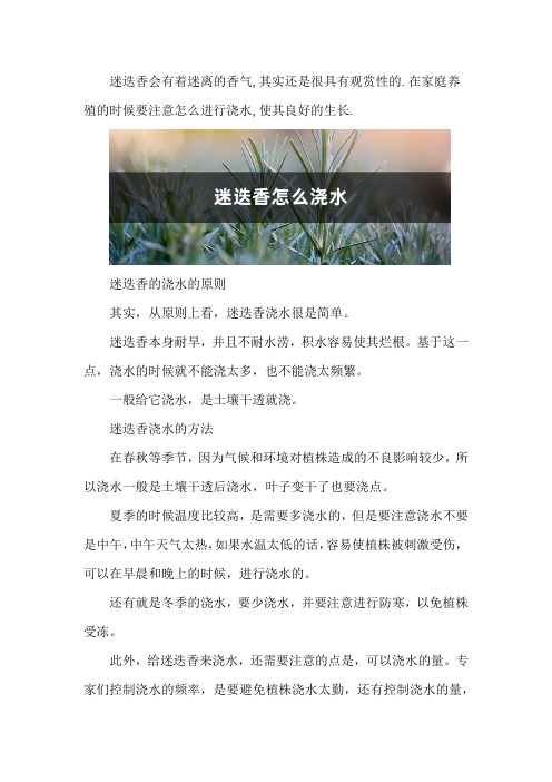 迷迭香怎么浇水