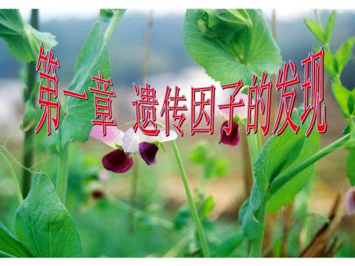 1.1孟德尔的豌豆杂交实验(一)ppt课件