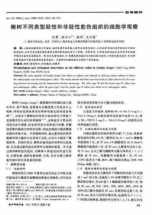 楸树不同类型胚性和非胚性愈伤组织的细胞学观察