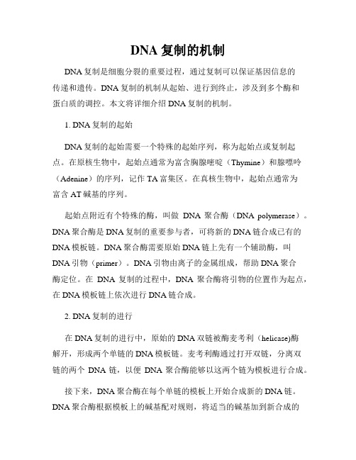 DNA复制的机制