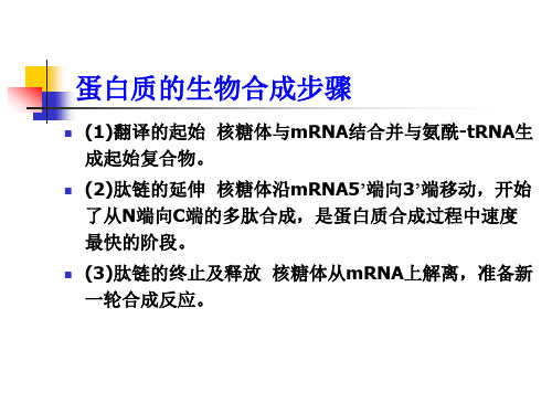 生物信息的传递从mRNA到蛋白质