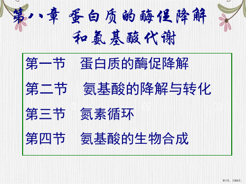 蛋白质的降解和氨基酸的降解转化