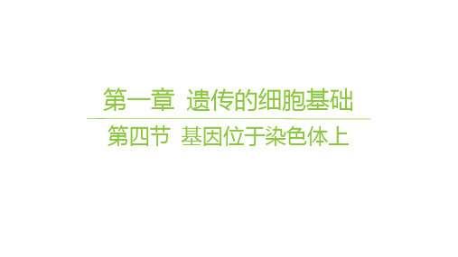 苏教版高中生物学必修2精品课件 第一章 遗传的细胞基础 第四节 基因位于染色体上