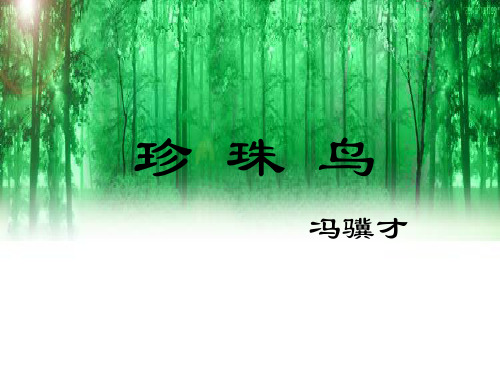 珍珠鸟说课课件
