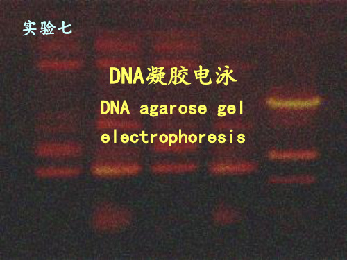 DNA电泳实验步骤