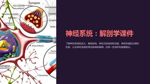 解剖学课件：神经系统