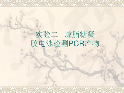 琼脂糖凝胶电泳检测PCR产物ppt课件