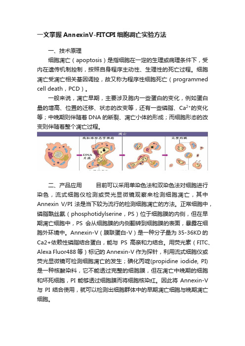 一文掌握AnnexinV-FITCPI细胞凋亡实验方法