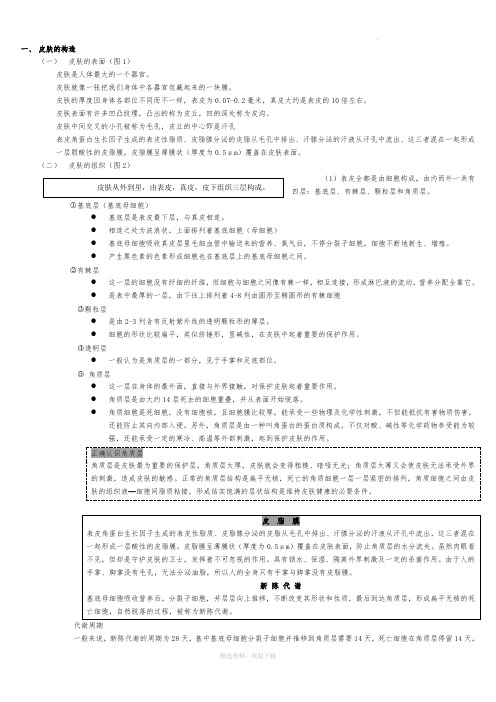 皮肤的基础知识