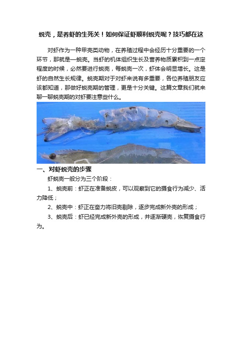 蜕壳，是养虾的生死关！如何保证虾顺利蜕壳呢？技巧都在这