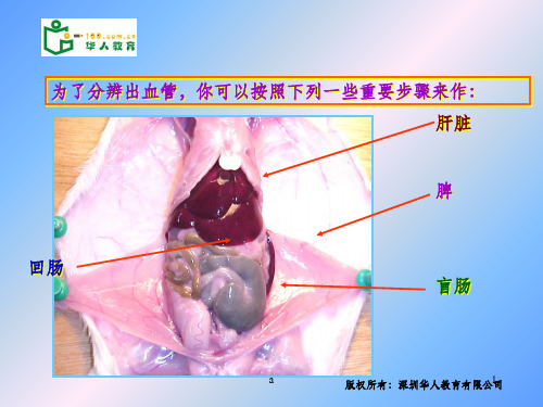 小鼠消化系统的解剖