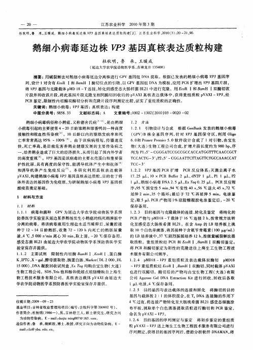 鹅细小病毒延边株VP3基因真核表达质粒构建