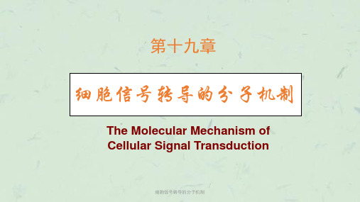 细胞信号转导的分子机制课件