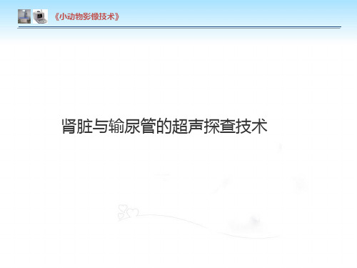 【小动物影像技术课件】肾脏及输尿管的超声探查技术