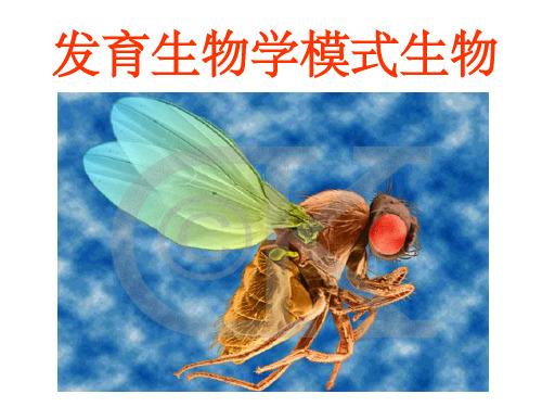 发育生物学——发育生物学模式生物