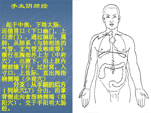 人体12经络走向图