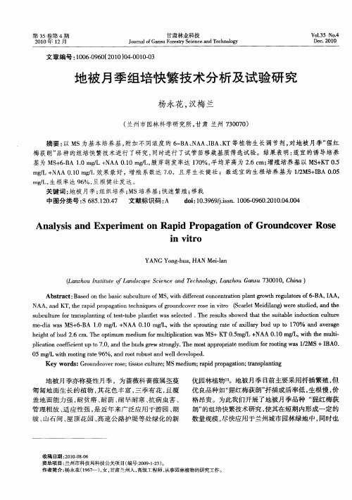 地被月季组培快繁技术分析及试验研究