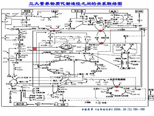 代谢联络图-学生