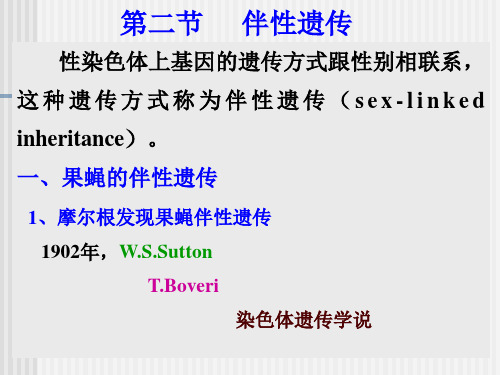 人教版八年级生物上册课件：02伴性遗传：果蝇的伴性遗传 15PPT