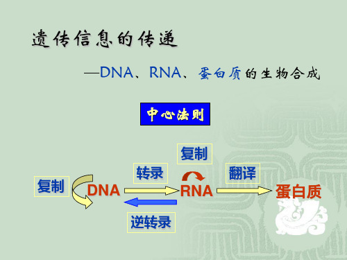 生物化学-DNA复制、转录、翻译