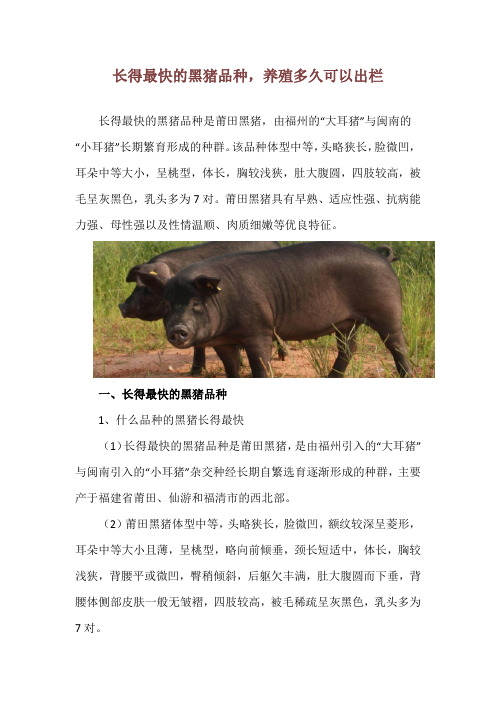 长得最快的黑猪品种,养殖多久可以出栏