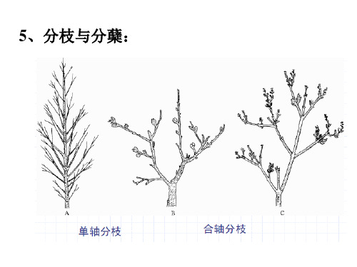 植物营养器官的结构和功能ppt课件