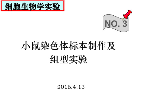 03动物细胞染色体标本制作及组型实验概要