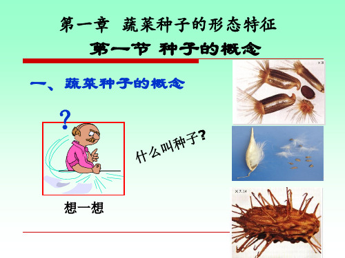 第二章 蔬菜种子形态特征(1)