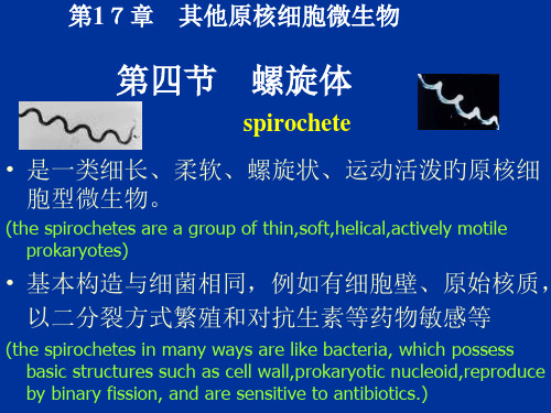 双语螺旋体专业知识讲座