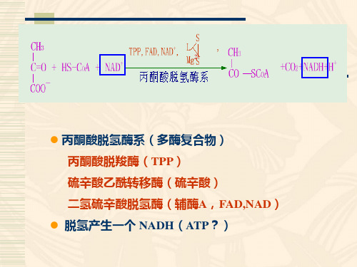 丙酮酸脱氢酶系多酶复合物ppt课件