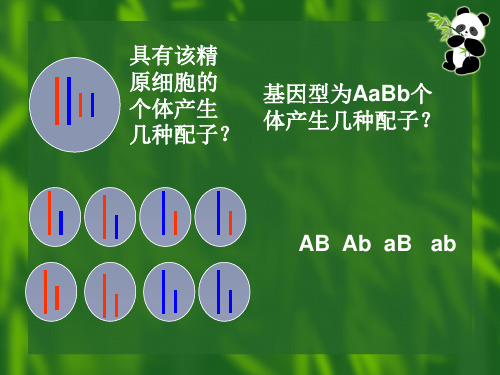 生物高中必修2第二章第二节课件5