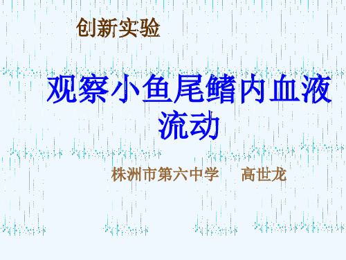 生物人教版七年级下册《观察小鱼尾鳍内血液的流动》的创新实验课件