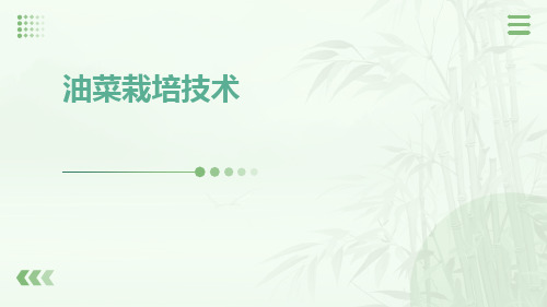 油菜栽培技术