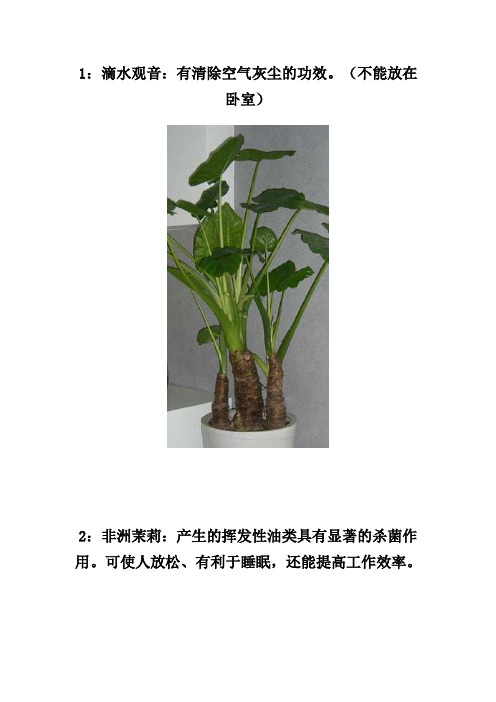 18种常见的室内花木及功效