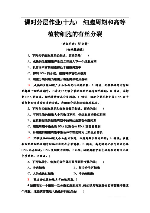 2019-2020同步新教材人教生物必修一新突破课时分层作业：19 细胞周期和高等植物细胞的有丝分裂 