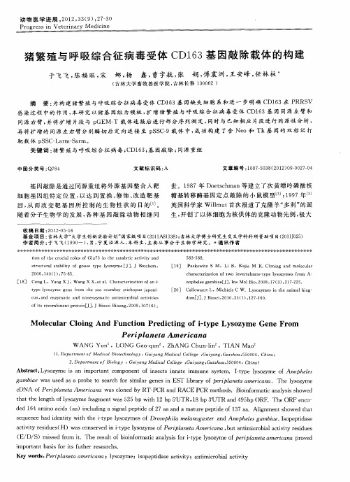 猪繁殖与呼吸综合征病毒受体CD163基因敲除载体的构建