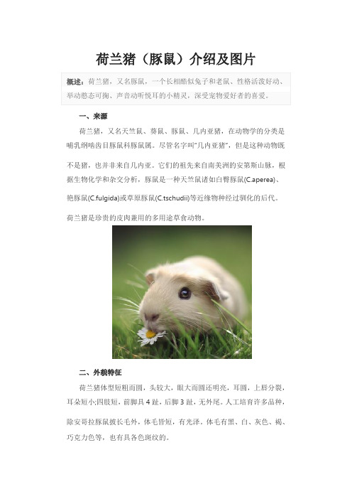 荷兰猪(豚鼠)介绍及图片