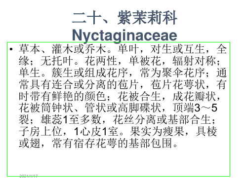 二十紫茉莉科Nyctaginaceae