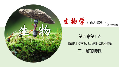 5.1.2 酶的特性(课件)-高一上学期生物学(2019人教版必修1)