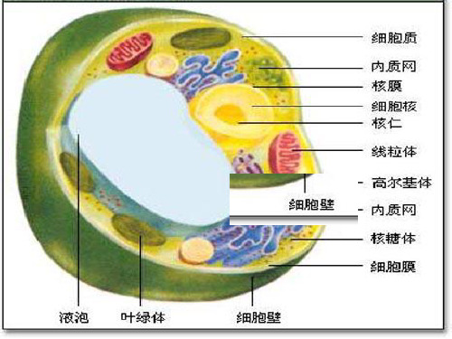 第章微生物的形态与结构ppt课件